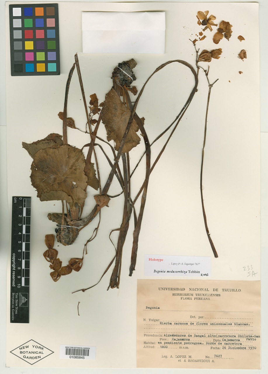 B. medusorrhiza*